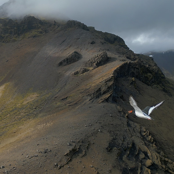 Seabirds flying over the natural rock arch at Arnarstapi coastal cliffs. Iceland