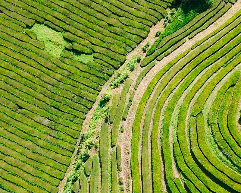 Curved rows of tea terraces at Gorreana seen from above, São Miguel, Azores