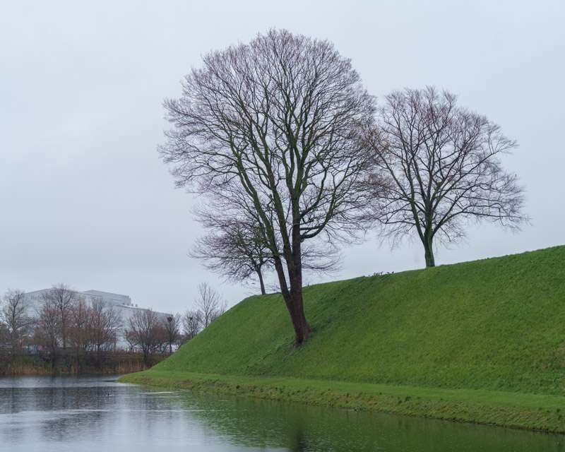 Bare trees on the grass rampart above the moat at Kastellet, Copenhagen