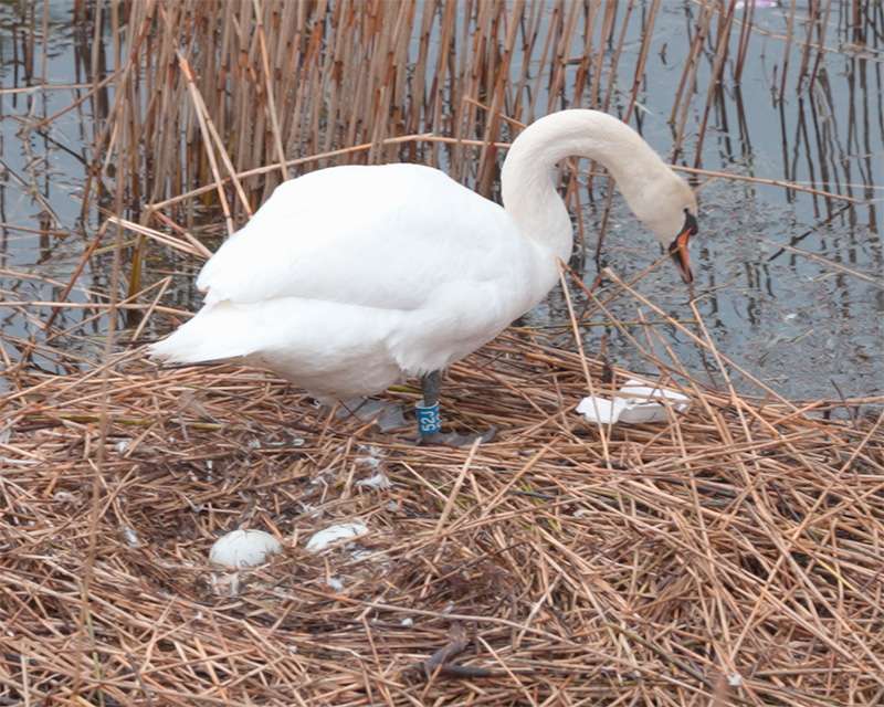 A swan sitting on its nest of reeds at the water's edge in Copenhagen in April