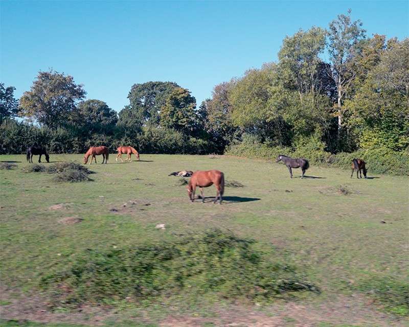 New Forest ponies beside the road on the way to Buckler's Hard