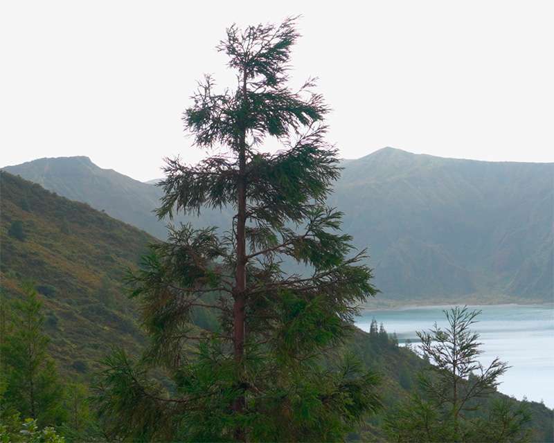 Single tree in silhouette above the pale water of Lagoa do Fogo in morning mist, Azores