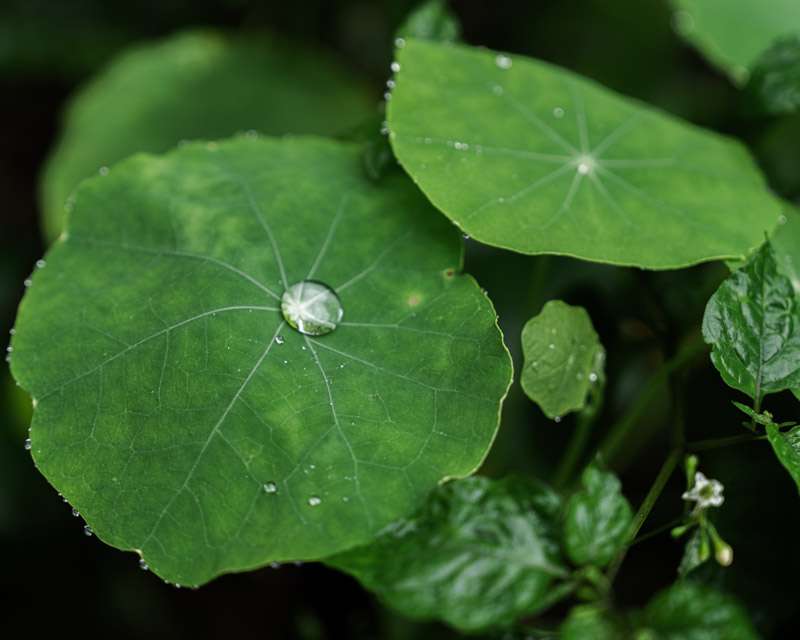 Single drop of water held in the centre of a round green leaf in the laurel forest of Cubo de la Galga