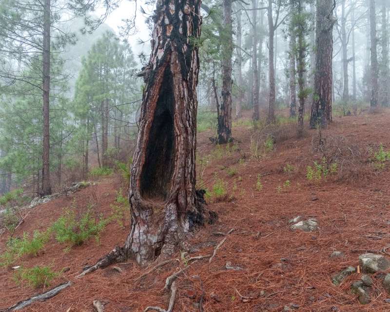 Canary pine with a fire-hollowed trunk on the red needle floor at Las Raíces, Tenerife