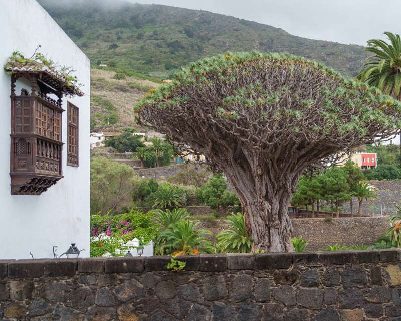 The Drago Milenario dragon tree beside a white Canarian house with carved wooden balcony, Icod de los Vinos