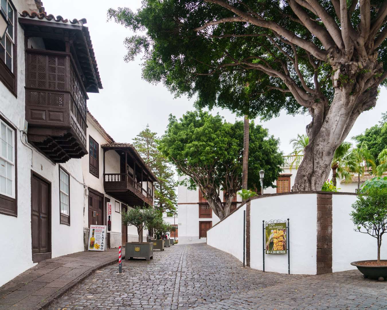 Cobbled lane in the old town of Icod de los Vinos with wooden balconies and the dragon tree behind