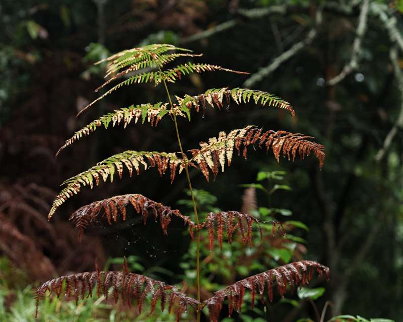 Tree fern fronds arching into the dark understorey of the laurel forest at Cubo de la Galga