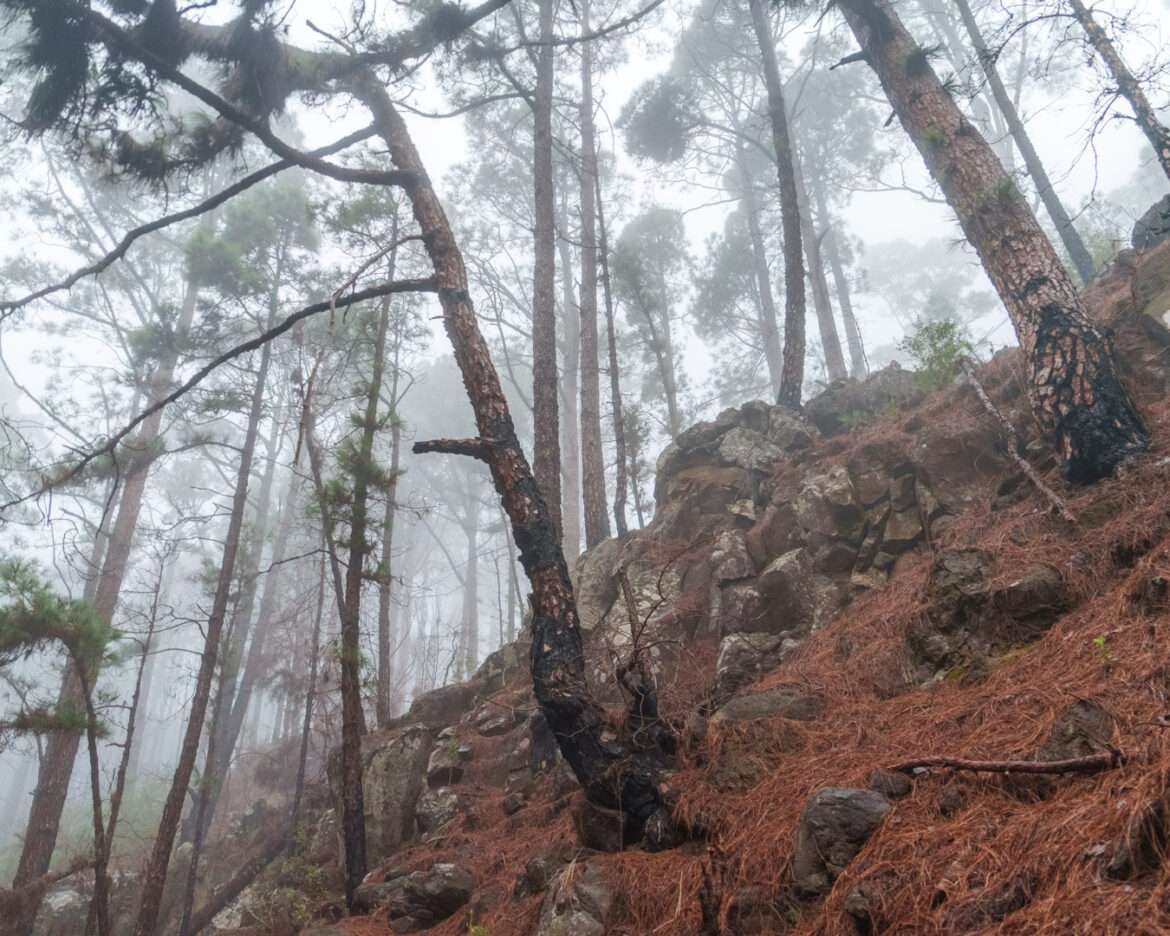 Canary pines standing in trade-wind cloud above the red needle floor at Las Raíces, Tenerife