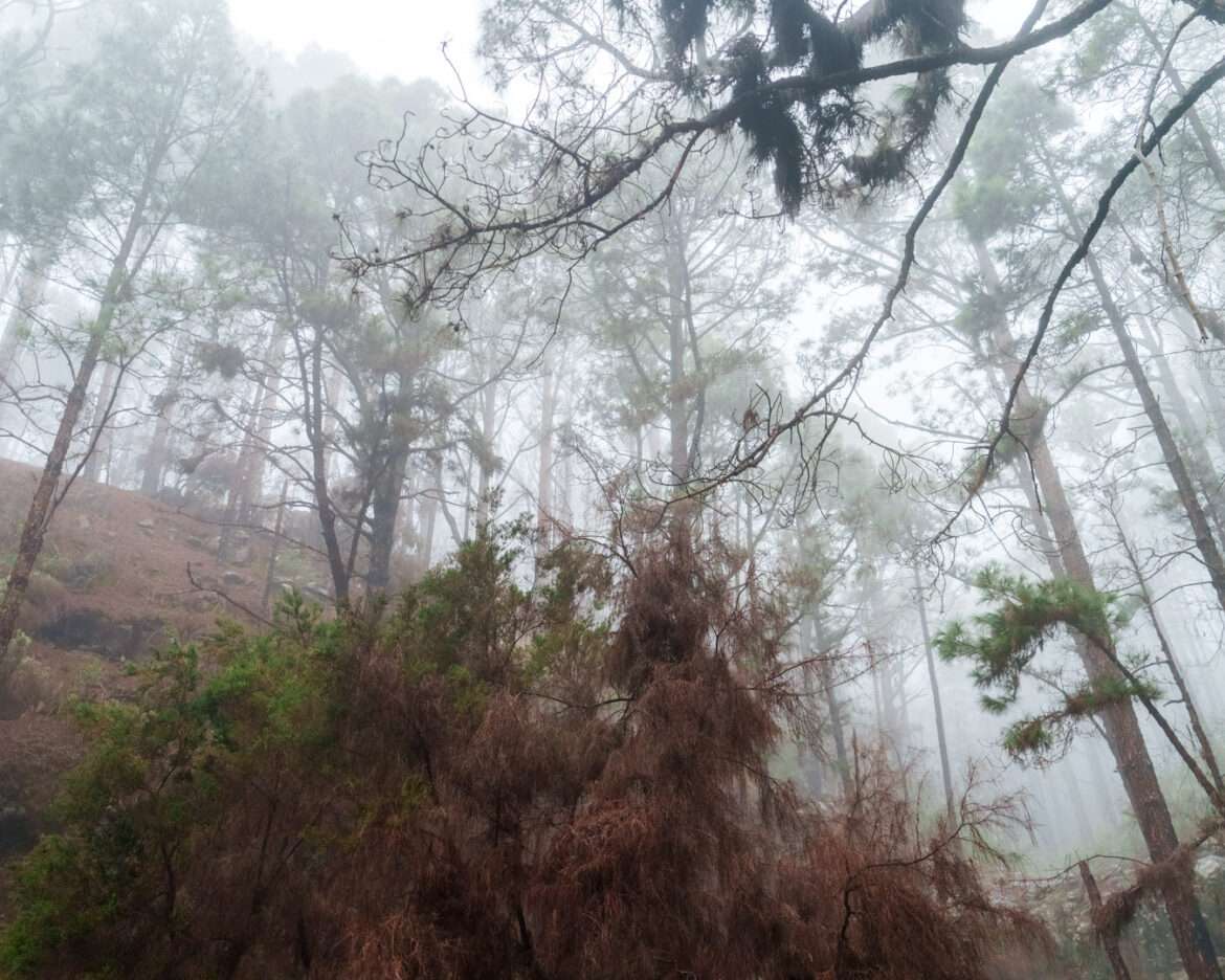 Fog drifting through the canopy of the Las Raíces pine forest above Santa Cruz de Tenerife
