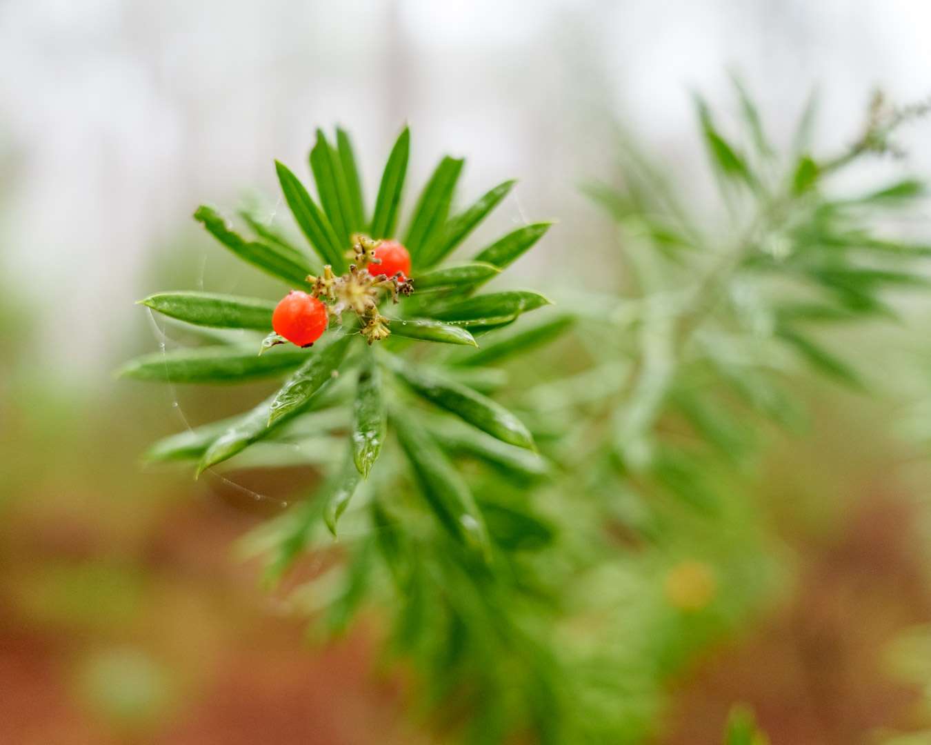 Grüne Nadeln mit kleinen roten Früchten im Wald von Las Raíces auf Teneriffa