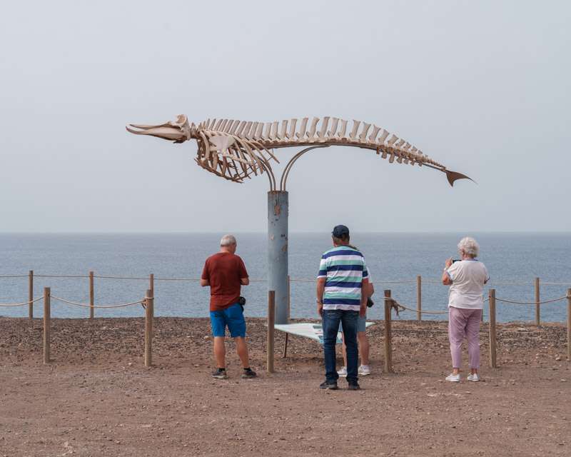 Whale skeleton raised on a frame above the shore at El Cotillo, with visitors reading the board