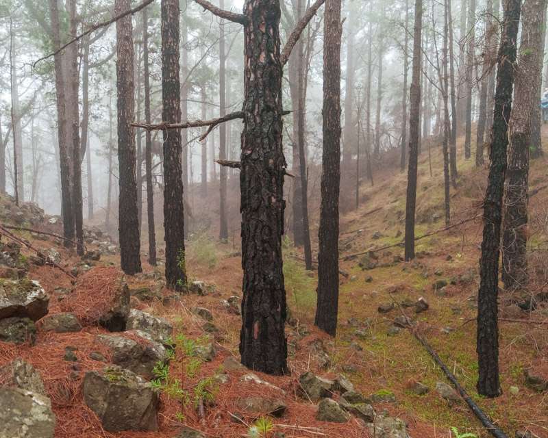Trunks blackened by the 2023 wildfire with green crowns above them, Las Raíces, Tenerife