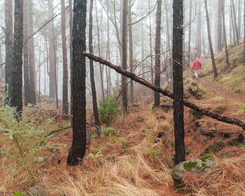 Verbrannte Kiefernstämme und trockenes Gras an einem Hang bei Las Raíces