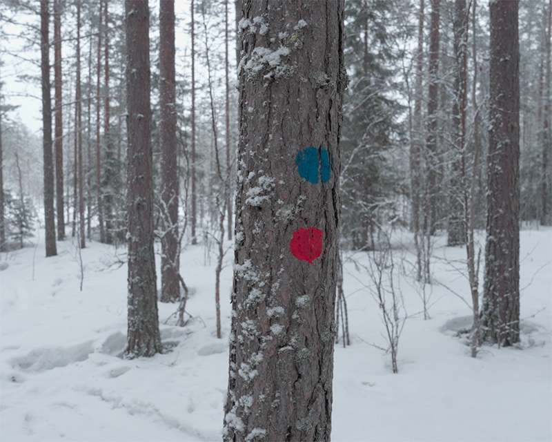 Pine trunk with blue and red waymarks for the two Pilpasuo nature trails near Oulu