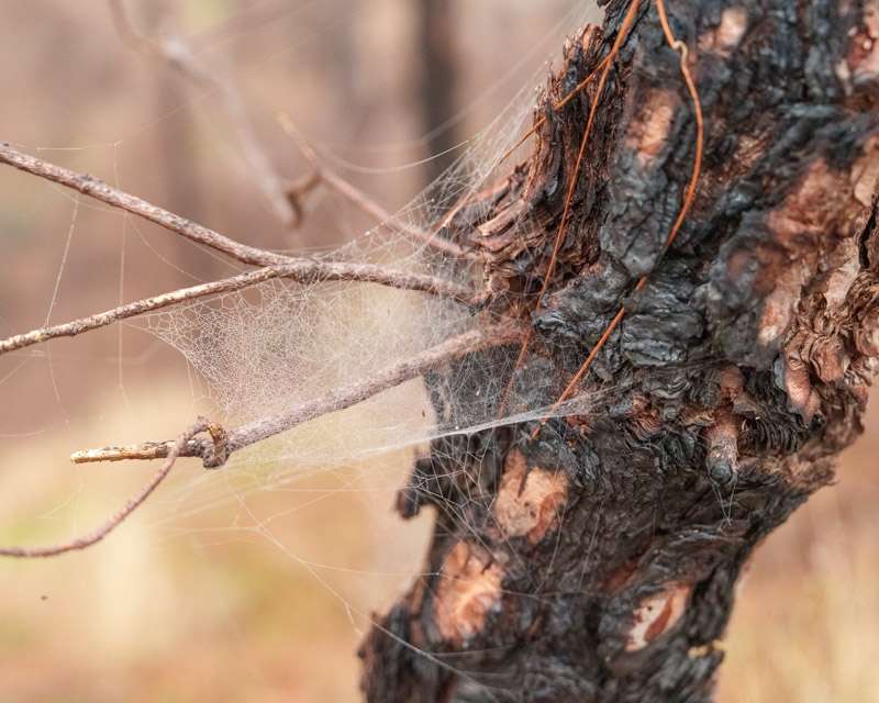 Spider web strung between a dead branch and charred pine bark at Las Raíces