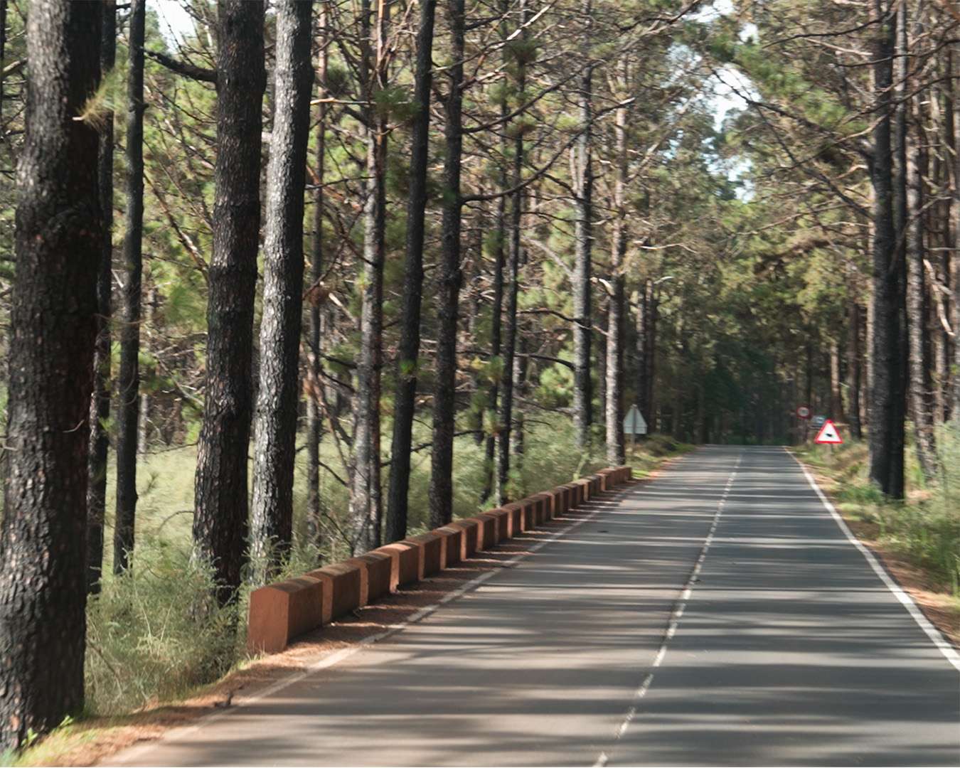 Road running through the Canary pine forest of La Esperanza on the climb towards the Teide