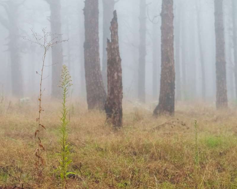 Scorched pine trunks in fog with new grass growing between them, Las Raíces, Tenerife
