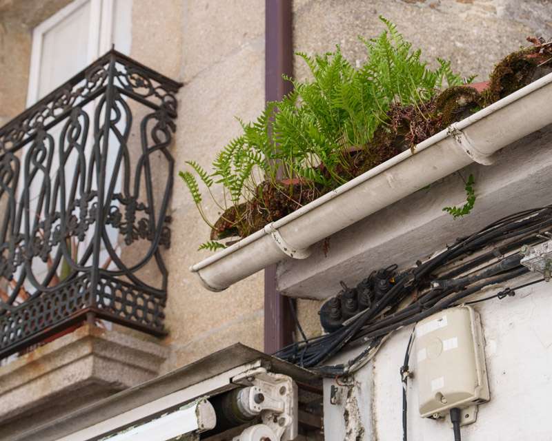 Ferns growing out of a rain gutter above a wrought-iron balcony in Vilagarcía de Arousa