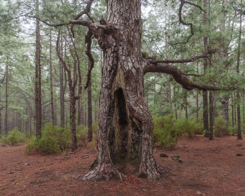 Alte Kanarische Kiefer mit ausgebranntem hohlem Stamm am Waldweg bei Las Raíces