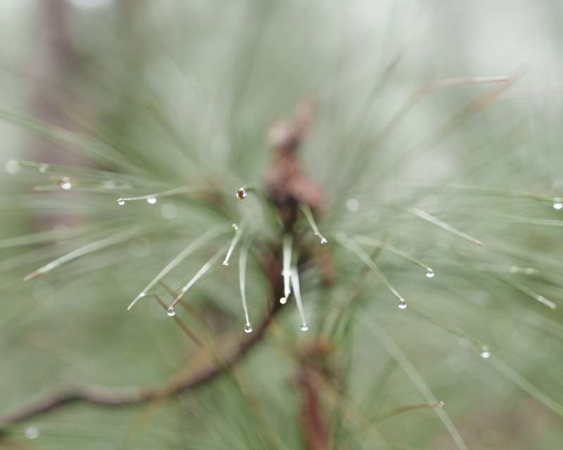 Water drops caught on Canary pine needles, the horizontal rain of Tenerife, at Las Raíces