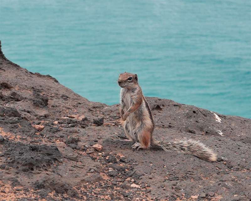 Barbary ground squirrel sitting upright on lava rock above the sea, Fuerteventura