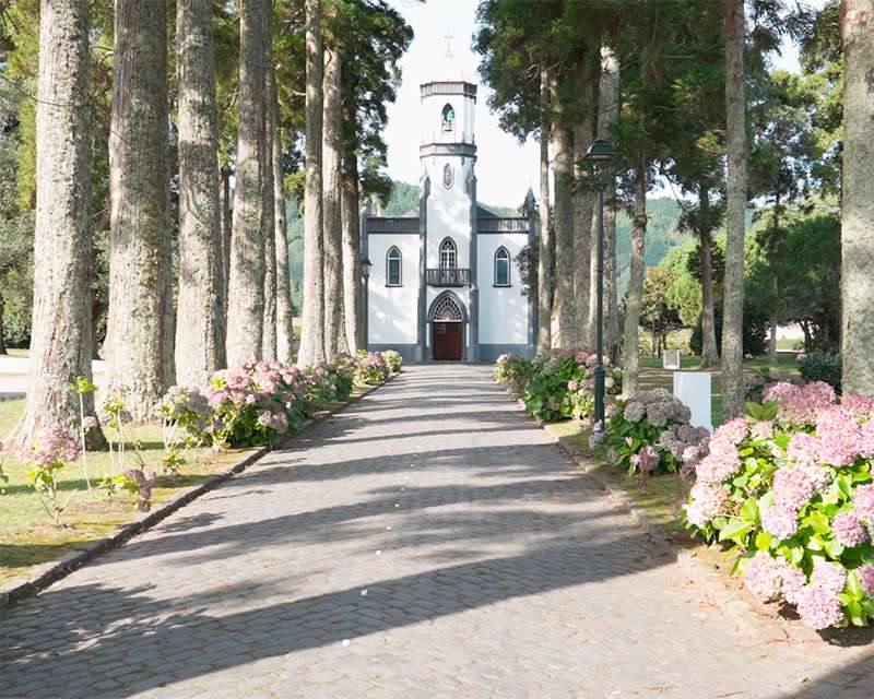 Avenue of cryptomerias and hydrangeas leading to the church of São Nicolau, Sete Cidades
