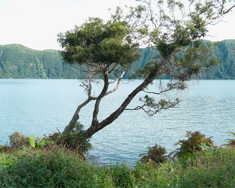 Wind-shaped tree on the shore of the Sete Cidades lake below the crater wall